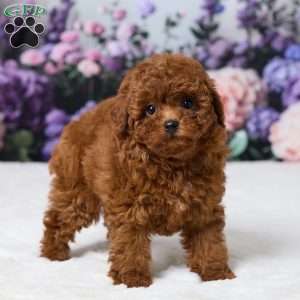 Zoey, Miniature Poodle Puppy